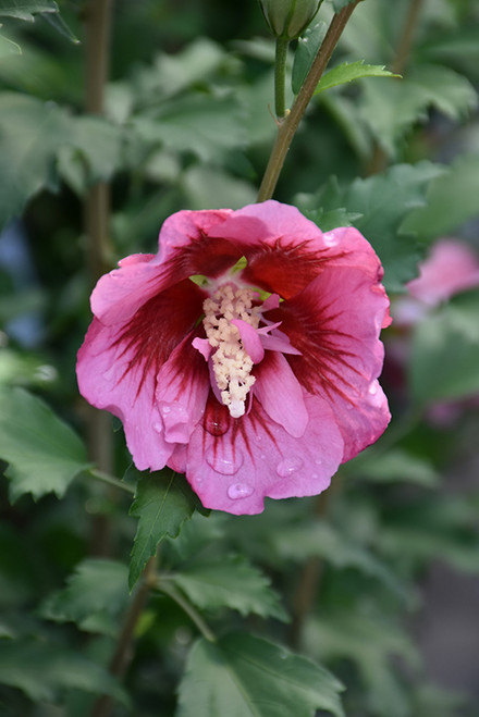 Rose of Sharon 'Red Pillar'3PW