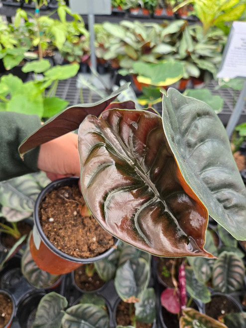 Alocasia cuprea