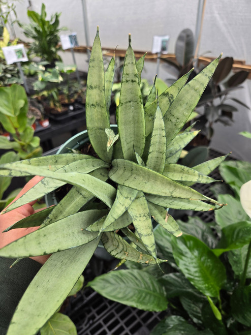 Sansevieria "spearmint" 6in
