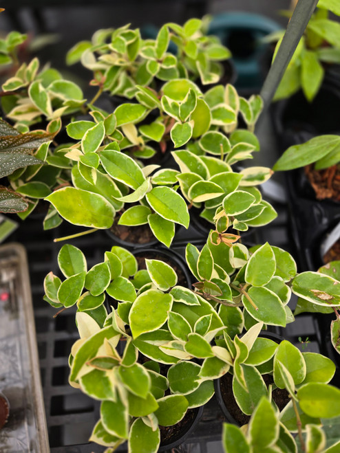 Hoya 'Krimson Queen' 5.5in