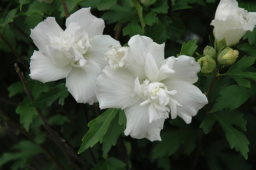 Rose of Sharon Double White 2G