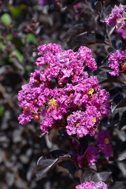 Crape Myrtle BD 'Purely Purp7G