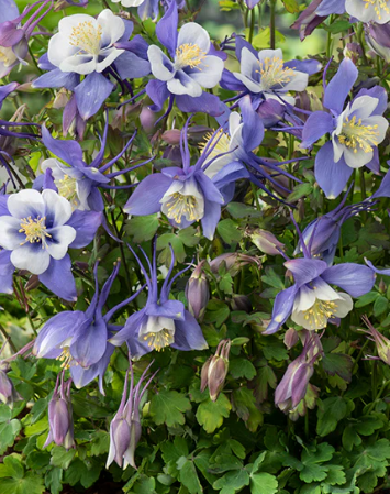 Columbine 'Earlybird Ppl/W' QT