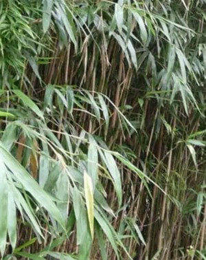 Bamboo 'Arrow' 3G