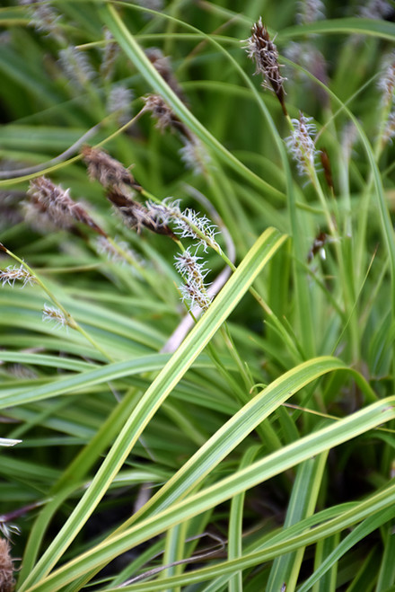 Grass Car 'Everlime' QT