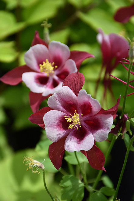 Columbine 'Sngbrd Cardinal' 1G