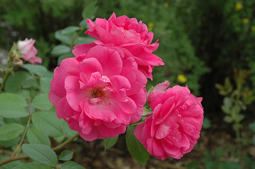 Rose SH 'Morden Centennial' 2G