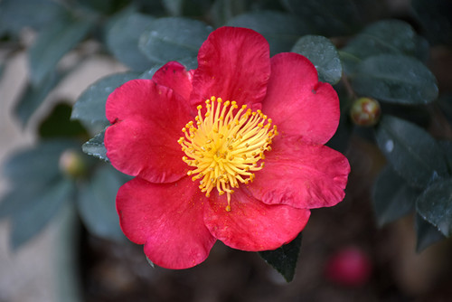 Camellia s. 'Yuletide' 3G