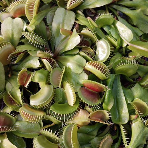 Venus Flytrap QT