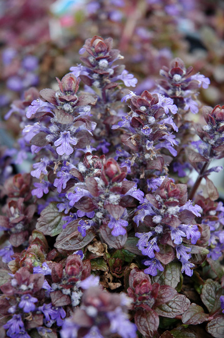 Ajuga 'Bronze Beauty' QT