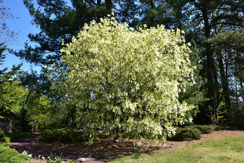 Fringe Tree Grancy Greybeard3G