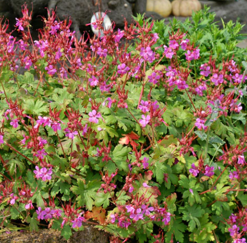Cranesbill 'Bevans Variety' QT