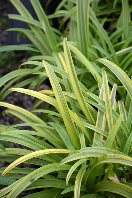 Agapanthus 'Neverland' 1GSL