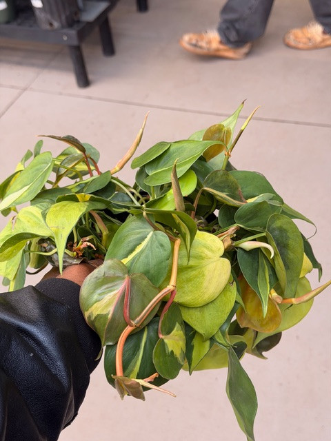 Philodendron 'Brasil' 6in