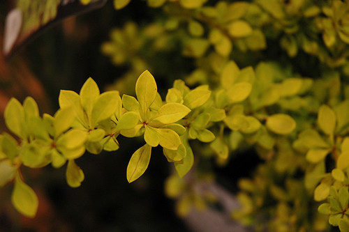 Barberry Sunjoy 'Citrus' 2G