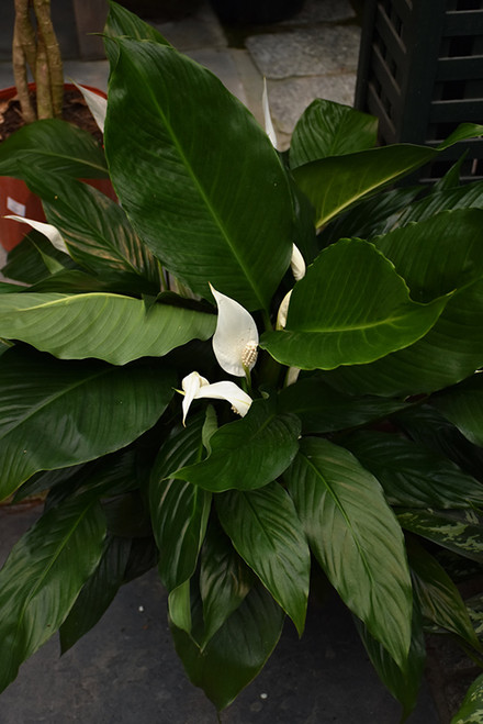 Peace Lily 4in 20889