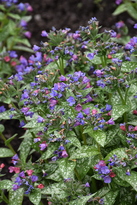 Lungwort 'Spot On' 1GPW
