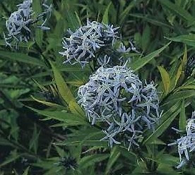 WP Threadleaf Bluestar