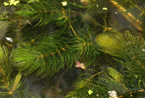 WP Hornwort floating