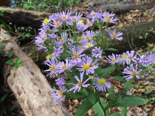 WP Aster Elliottii