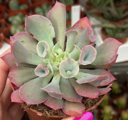 Echeveria 'Pink Trumpet' 2in