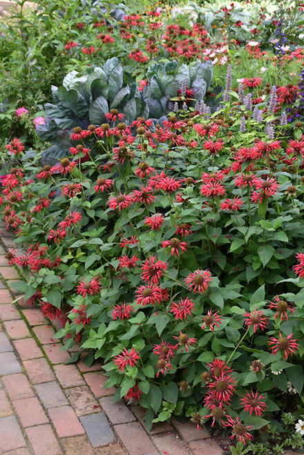 Bee Balm 'Cambridge Scarlet'1G