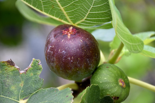 Fig Dwarf 'Fignomenal' 1G