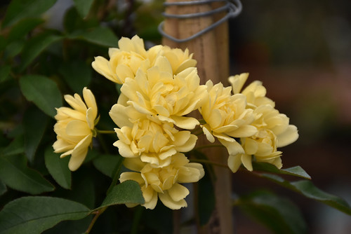 Rose CLMG 'Lady Banks' Yell 1G