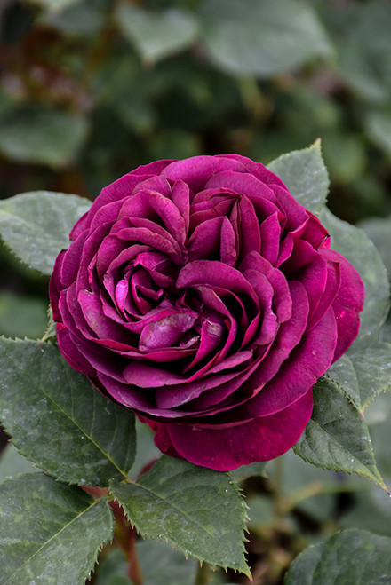 *Rose FL 'Celestial Night' 3G