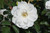 *Rose FL 'Iceberg' 3G