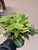 Philodendron 'Rio' 6in