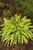 Hosta 'Party Streamers' 1G