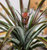4" Red Pineapple