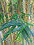 Bamboo 'Alphonse Karr' 15G