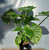 Alocasia gigantea aurea 6in