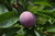 Plum 'Methley' 5G