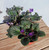African Violet 4in