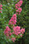 Crape Myrtle 'Hopi' 7G