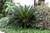 King Sago Palm 15G/17in