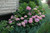 Hydrangea m. 'Endless Summer2G