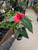 Anthurium Floral 6in