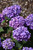 Hydrangea m. 'Bloomstruck' 2G
