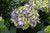 Hydrangea m. 'Bloomstruck' 2G