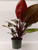 Philodendron 'McColley's' 6in