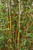 Bamboo 'Alphonse Karr' 2G