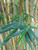 Bamboo 'Alphonse Karr' 7G