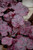 Heuchera 'Grape Expectations1G