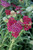 Achillea N/V 'Red' 1G