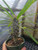 Madagascar Palm 4in