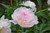 Peony 'Raspberry Sundae' 2G